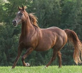 best horses for barrel racing, Annabell Gsoedl Shutterstock