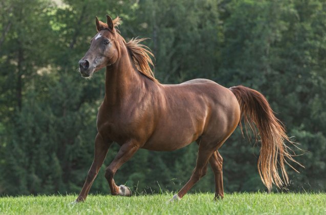 Best Horses for Barrel Racing | PetGuide