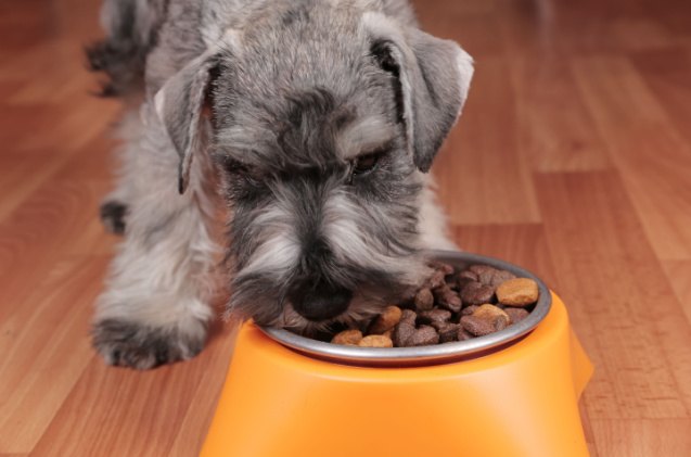 best dehydrated dog food, Maximilian100 Shutterstock
