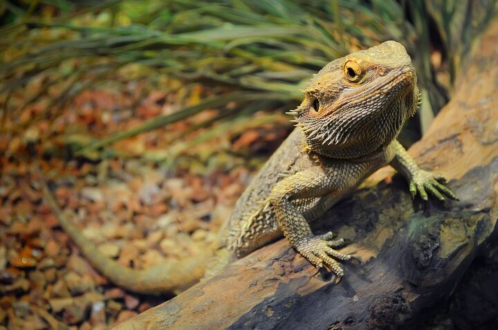ask the animal communicator my bearded dragon snuggle with me, Shinedawn Shutterstock