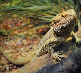 Ask the Animal Communicator:  My Bearded Dragon Won't Snuggle With Me