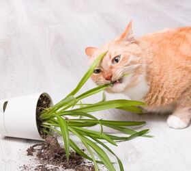 ask the animal communicator my cat keeps eating our plants, TShaKopy Shutterstock