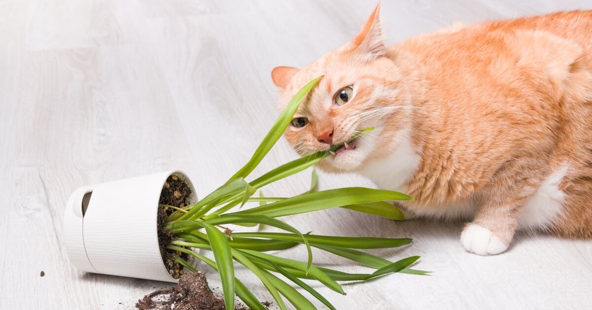 Ask The Animal Communicator My Cat Keeps Eating Our Plants PetGuide ask-the-animal-communicator-my-cat-keeps-eating-our-plants-petguide