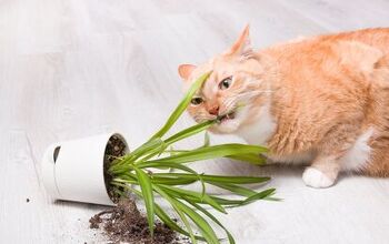 Ask the Animal Communicator: My Cat Keeps Eating Our Plants
