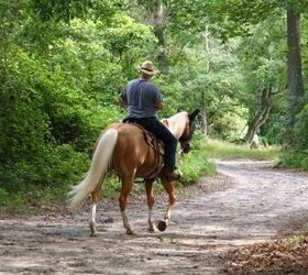 best horses for trail riding, Jim Lopes Shutterstock