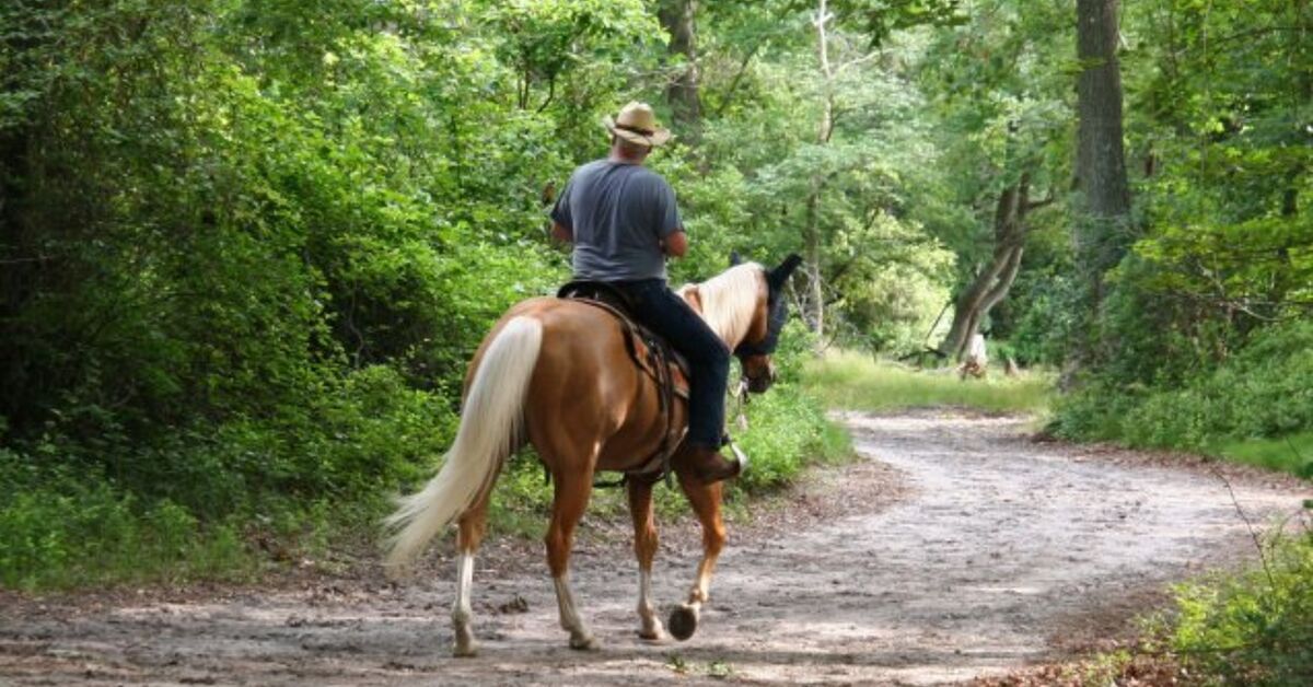 Best Horses for Trail Riding | PetGuide