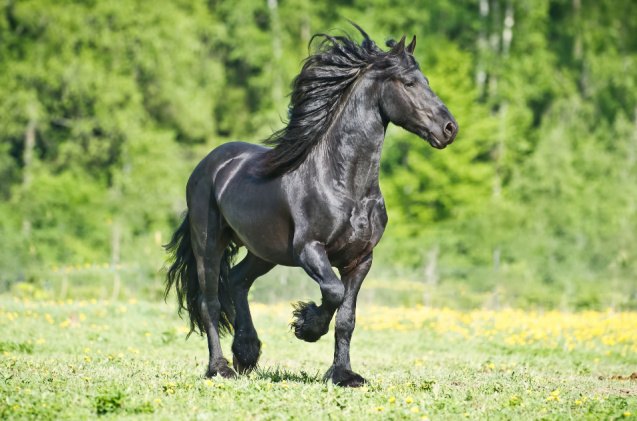 best horses for trail riding, olgaru79 Shutterstock