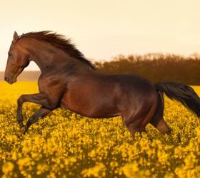 best horses for trail riding, Anaite Shutterstock
