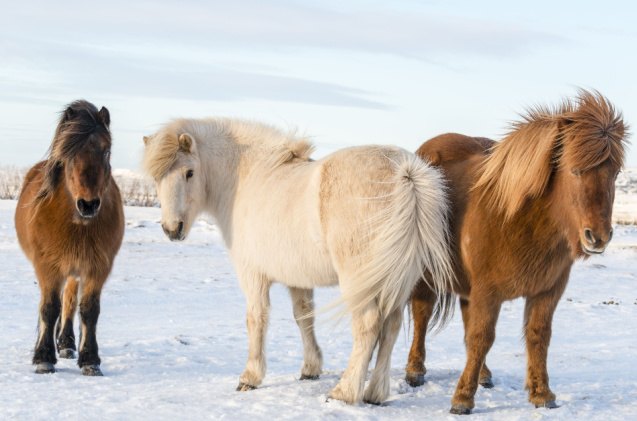 best horses for trail riding, Sergey Didenko Shutterstock