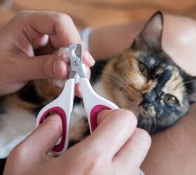 best cat nail clippers, LukyToky Shutterstock