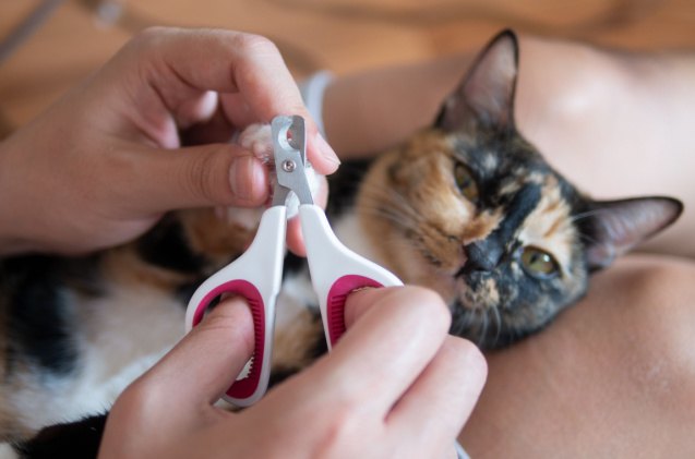 best cat nail clippers, LukyToky Shutterstock