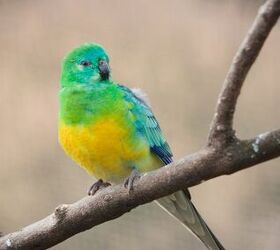 turquoise parrot, brackish nz Shutterstock