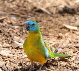 turquoise parrot, Samantha Hopley Shutterstock