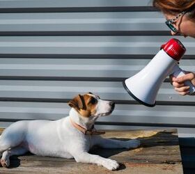 Study Finds Yelling At Your Dog Affects Them More Than We May Think