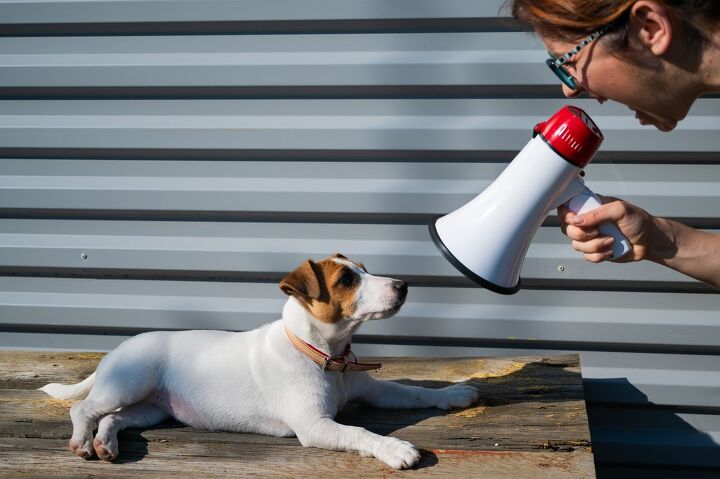 study finds yelling at your dog affects them more than we may think, Reshetnikov art Shutterstock