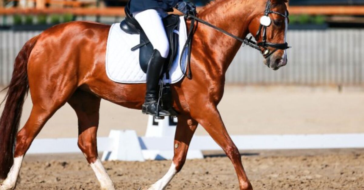 Best Horses For Dressage PetGuide best-horses-for-dressage-petguide