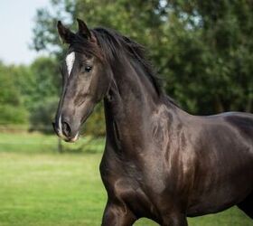 best horses for dressage, AnetaZabranska Shutterstock