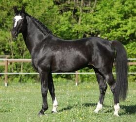 best horses for dressage, Zuzule Shutterstock
