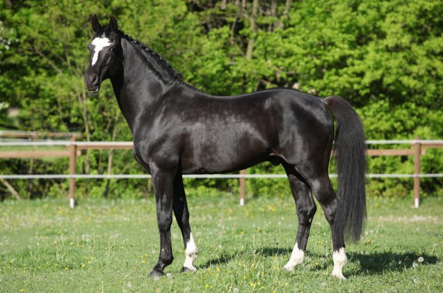 best horses for dressage, Zuzule Shutterstock