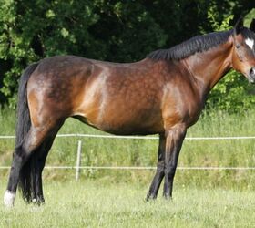 best horses for dressage, pfluegler photo Shutterstock