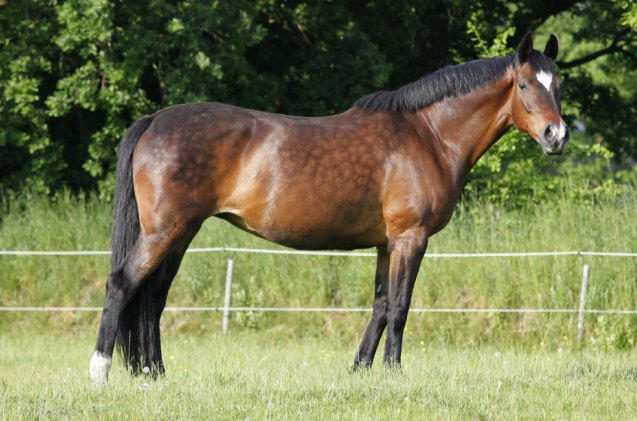 best horses for dressage, pfluegler photo Shutterstock