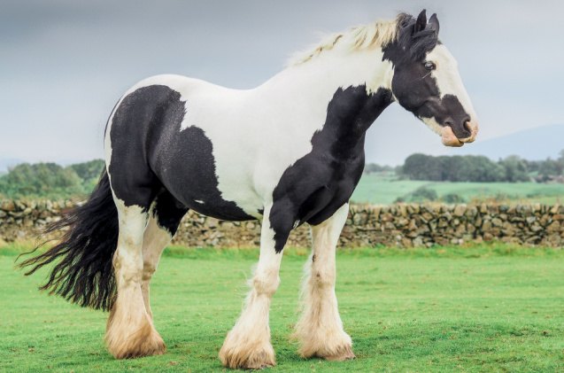 best horses for dressage, Dan Baillie Shutterstock