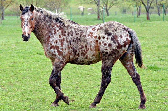 best horses for dressage, Marie Charouzova Shutterstock