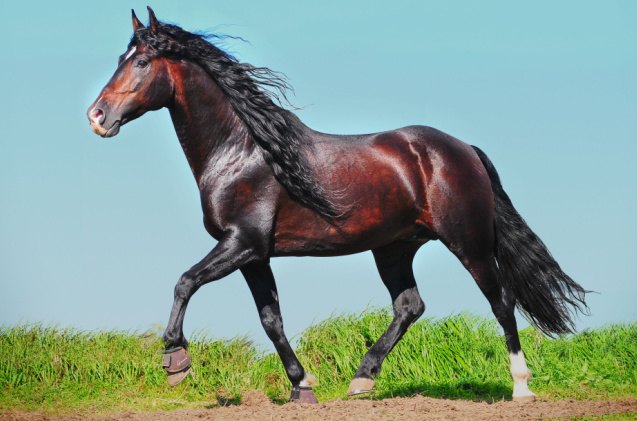best horses for dressage, Olga i Shutterstock