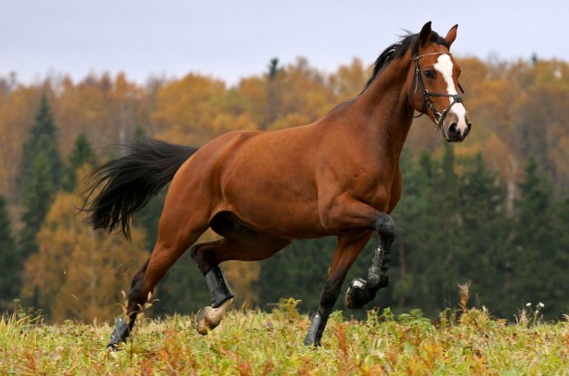 best horses for dressage, Nastenok Shutterstock