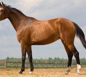 best horses for dressage, Alexia Khruscheva Shutterstock