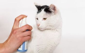 Best Cat Spray Deterrent