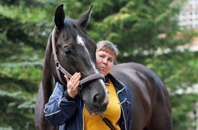 Best Horses for Heavy Riders | PetGuide