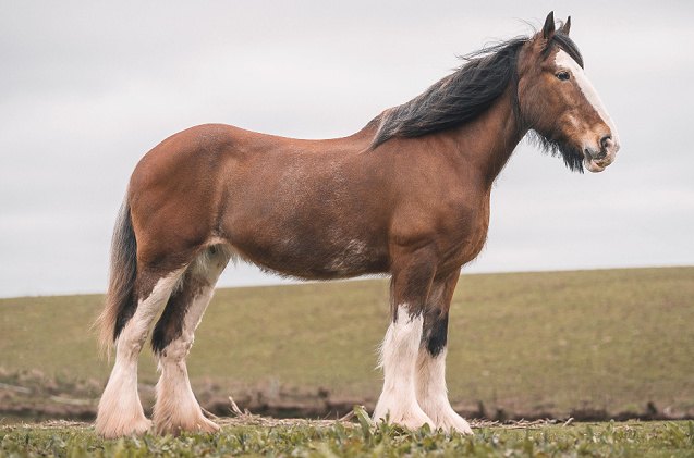 best horses for heavy riders, Dan Baillie Shutterstock