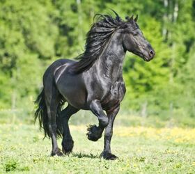 best horses for heavy riders, olgaru79 Shutterstock