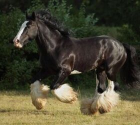 best horses for heavy riders, horsemen Shutterstock