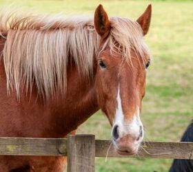 Best Horses for Heavy Riders | PetGuide