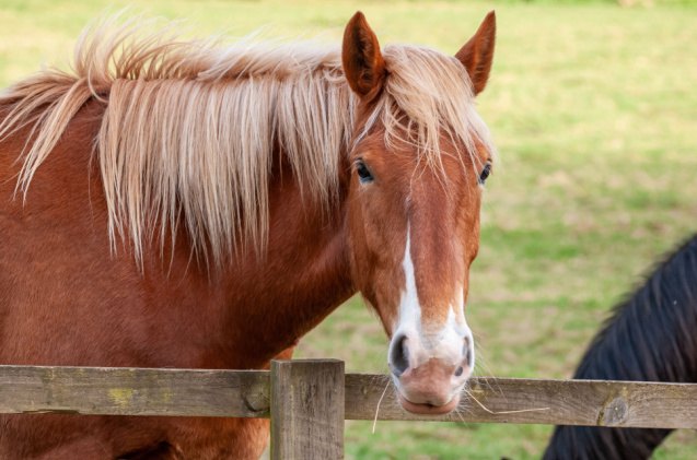 best horses for heavy riders, Chris Smithe Shutterstock
