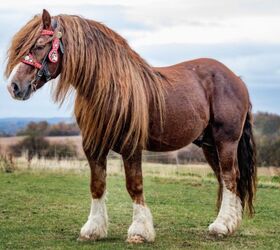 best horses for heavy riders, Nadezda Murmakova Shutterstock