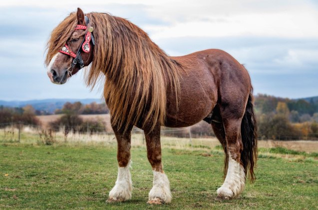best horses for heavy riders, Nadezda Murmakova Shutterstock