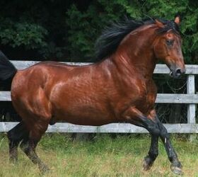 best horses for heavy riders, Liia Becker Shutterstock