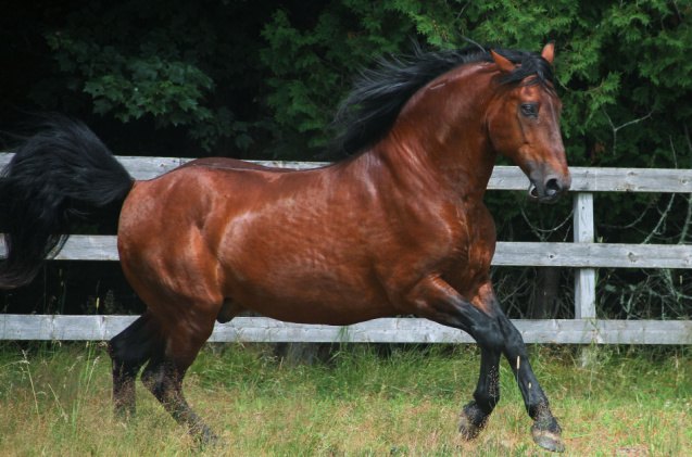 best horses for heavy riders, Liia Becker Shutterstock