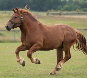 15 Best Horse Breed for Heavy Riders (Over 300lbs) - Saddles Now