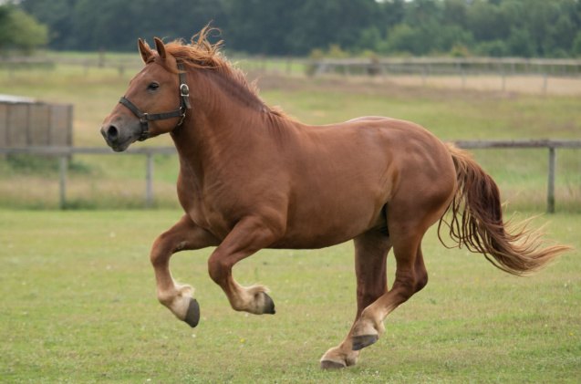 best horses for heavy riders, JM DIGITALPHOTOGRAPHY Shutterstock