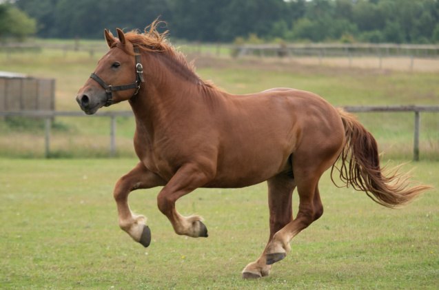 Best Horses for Heavy Riders | PetGuide