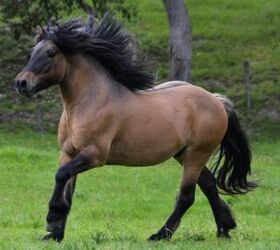 The 15 Best Horse Breeds For Heavy Riders
