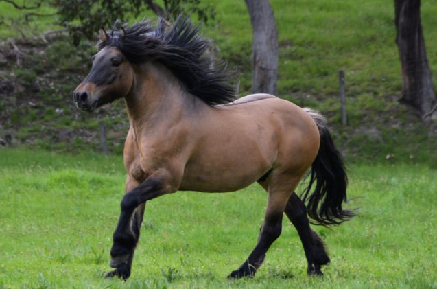 Best Horses for Heavy Riders | PetGuide