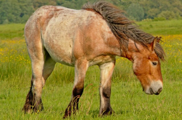 best horses for heavy riders, kristof lauwers Shutterstock