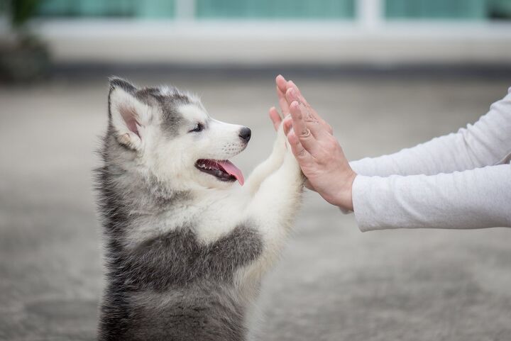 research suggests lifespan in dogs varies by breed, ANURAK PONGPATIMET Shutterstock