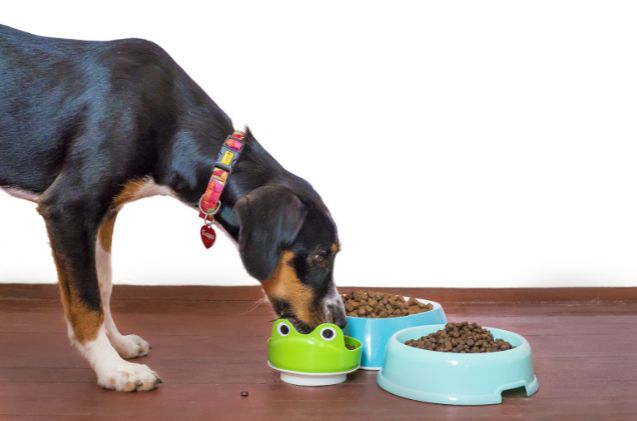 Best Slow-Feeder Bowls