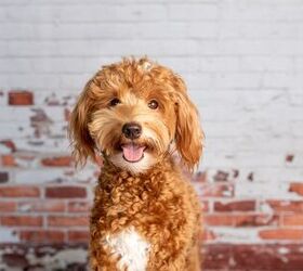 do mixed breed dogs shed, Tanya Consaul Photography Shutterstock